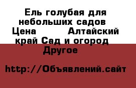 Ель голубая для небольших садов › Цена ­ 500 - Алтайский край Сад и огород » Другое   